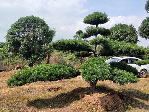 長(zhǎng)飄矮樁異型造型羅漢松